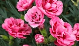 Norma Grand Menil - Promo Œillet Light Pink Promo Œillet Light Pink à 1,49 € dans le catalogue Norma à Grand Menil
