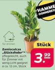 Zamioculcas 'Glücksfeder'  im aktuellen Netto mit dem Scottie Prospekt für 3,99 €