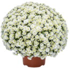 Chrysanthemen-Busch Angebote bei Kaufland Hagen für 4,99 €