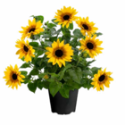 Sonnenblume 'SunBelievable' Angebote bei Hagebaumarkt Mainz für 6,99 €