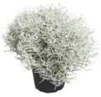 Silberkörbchen bei ZG Raiffeisen im Endingen Prospekt für 2,49 €