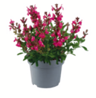 Mehlsalbei im Angebot bei toom Baumarkt in Filderstadt Mehlsalbei Angebote bei toom Baumarkt Filderstadt für 3,59 €