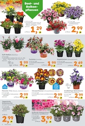 Topf Angebot & Preis im aktuellen Globus-Baumarkt Prospekt Topf Angebot im aktuellen Globus-Baumarkt Prospekt auf Seite 2