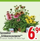 Sonnenhut Echinacea purpurea im Angebot bei EDEKA in Memmingen Sonnenhut Echinacea purpurea Angebote bei EDEKA Memmingen für 6,99 €