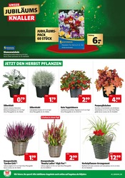 Aktueller Hagebaumarkt Prospekt mit Blumenzwiebeln, "UNSER JUBILÄUMSGEWINNSPIEL", Seite 4