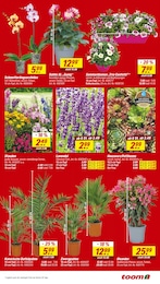 Grünpflanzen Angebot & Preis im aktuellen toom Baumarkt Prospekt Grünpflanzen Angebot im aktuellen toom Baumarkt Prospekt auf Seite 3