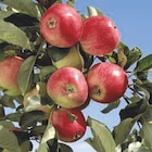 Promo Arbre fruitier nain en tige à 24,99 € dans le catalogue Carrefour à Verdun