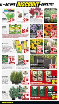 Thuja Angebot im aktuellen B1 Discount Baumarkt Prospekt auf Seite 3