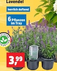 Thomas Philipps Neustadt - Lavendel Angebot im Prospekt Lavendel bei Thomas Philipps im Neustadt Prospekt für 3,99 €