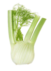 Fenchel bei E center im Speyer Prospekt für 3,49 €