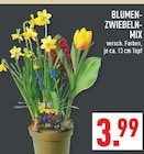 Blumenzwiebel-Mix Angebote bei Marktkauf Castrop-Rauxel für 3,99 €