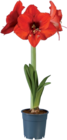 Amaryllis 1 tige Rouge en promo chez Lidl Caen à 3,49 €