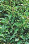 Plantes de haies en promo chez Super U Toulon à 22,76 €