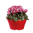 Cyclamen en coupe - Lidl à Nanterre Cyclamen en coupe en promo chez Lidl Nanterre à 6,49 €