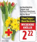 Tulpen Angebote von GUT&GÜNSTIG bei E center Falkensee für 2,22 €