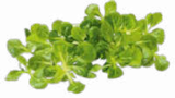 Aktuelles Bio Feldsalat Angebot bei Netto Marken-Discount in Nürnberg ab 1,29 €