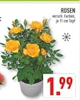 Rosen bei Marktkauf im Ratingen Prospekt für 1,99 €