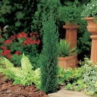 Cyprès de Provence - Carrefour à Rouen Cyprès de Provence en promo chez Carrefour Rouen à 19,99 €