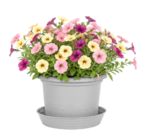 Petunie im Angebot bei Thomas Philipps in Görlitz Petunie Angebote bei Thomas Philipps Görlitz für 0,44 €