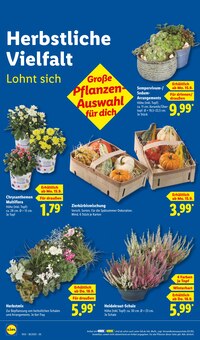 Blumen im aktuellen Lidl Prospekt (Rostock) Blumen im Lidl Prospekt "LIDL LOHNT SICH" mit 68 Seiten (Rostock)