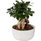 Ficus ginseng en promo chez Carrefour Beauvais à 19,99 €