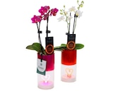 Orchidée LED - Carrefour à Bourges Orchidée LED en promo chez Carrefour Bourges à 14,99 €