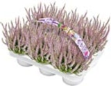Angebot im Hellweg Schwielowsee Prospekt Hellweg Schwielowsee Prospekt mit im Angebot fĂŒr 12,99 âŹ