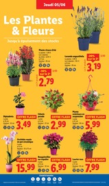 Orchidée Angebote im Prospekt "Le vrai prix des bonnes choses" von Lidl Orchidée Angebote im Prospekt "Le vrai prix des bonnes choses" von Lidl auf Seite 29