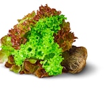 Penny München - Deutsche bunte Salate mit Wurzel Angebot im Prospekt Deutsche bunte Salate mit Wurzel bei Penny im München Prospekt für 1,00 €