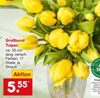 Großbund Tulpen Angebote bei Netto Marken-Discount Neustadt für 5,55 €