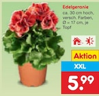 Aktuelle Geranien Angebote bei Netto Marken-Discount in Bielefeld Aktuelles Edelgeranie Angebot bei Netto Marken-Discount in Bielefeld ab 5,99 âŹ