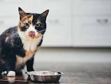 Katzen Nassnahrung Doppelt Lecker im Angebot bei EDEKA in Kiel Katzen Nassnahrung Doppelt Lecker Angebote von Felix bei EDEKA Kiel für 3,79 €