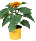 Sonnenblumen Mix im Angebot bei EDEKA in Cuxhaven Sonnenblumen Mix Angebote bei EDEKA Cuxhaven für 2,99 €