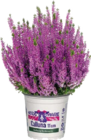 Globus-Baumarkt Deuselbach - Knospenheide (Calluna vulgaris „Heidemarie die einfache“) Angebot im Prospekt Knospenheide (Calluna vulgaris „Heidemarie die einfache“) bei Globus-Baumarkt im Deuselbach Prospekt für 1,99 €