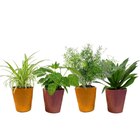 Plantes vertes pot 12 cm en promo chez Carrefour Plantes vertes pot 12 cm dans le catalogue Carrefour