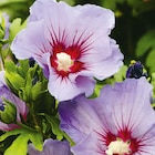 Aktuelles Gartenhibiskus Angebot bei Hagebaumarkt in Bochum ab 14,99 €