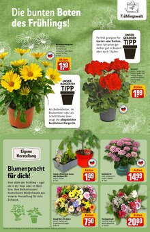 Balkonpflanzen im REWE Prospekt "Dein Markt" mit 38 Seiten (Kiel)