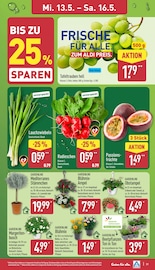 Aktueller ALDI Nord Prospekt mit Balkonpflanzen, "Aktuelle Angebote", Seite 31