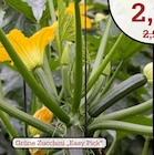 Grüne Zucchini 'Easy Pick' Angebote bei Garten-Center Nordharz GmbH & Co. KG Hannover für 2,49 €