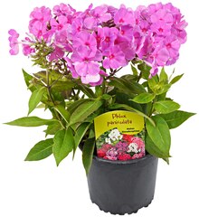 Flammenblume bei REWE in Recklinghausen Flammenblume im Angebot bei REWE Recklinghausen für 2,49 €