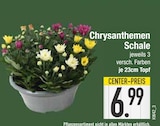 Chrysanthemen Schale im EDEKA Prospekt Chrysanthemen Schale im aktuellen EDEKA Prospekt für 6,99 €