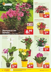 Chrysantheme im Netto Marken-Discount Prospekt in Dortmund Aktueller Netto Marken-Discount Prospekt mit Chrysantheme, "Aktuelle Angebote", Seite 28