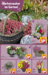 Chrysantheme im REWE Prospekt Chrysantheme im REWE Prospekt Dein Markt auf S. 8