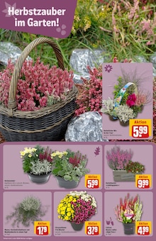 Pfanne im REWE Prospekt "Dein Markt" mit 30 Seiten (München)