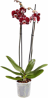 Orchidee im Angebot bei Netto Marken-Discount in Mainz Orchidee Angebote bei Netto Marken-Discount Mainz für 4,99 €