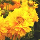 Coréopsis jaune. Le pot de 3 litres - AUTRES PRODUCTEURS - Botanic Coréopsis jaune. Le pot de 3 litres - AUTRES PRODUCTEURS à 11,99 € dans le catalogue Botanic