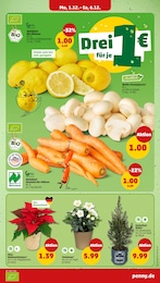 Blumen Angebot im aktuellen Penny Prospekt auf Seite 5