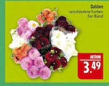 Aktuelles Dahlien Angebot bei Marktkauf in Fürth ab 3,49 €