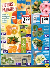 Aktueller EDEKA Prospekt mit Garten, "Aktuelle Angebote", Seite 5