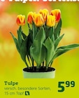 Tulpe im aktuellen Pflanzen Kölle Prospekt